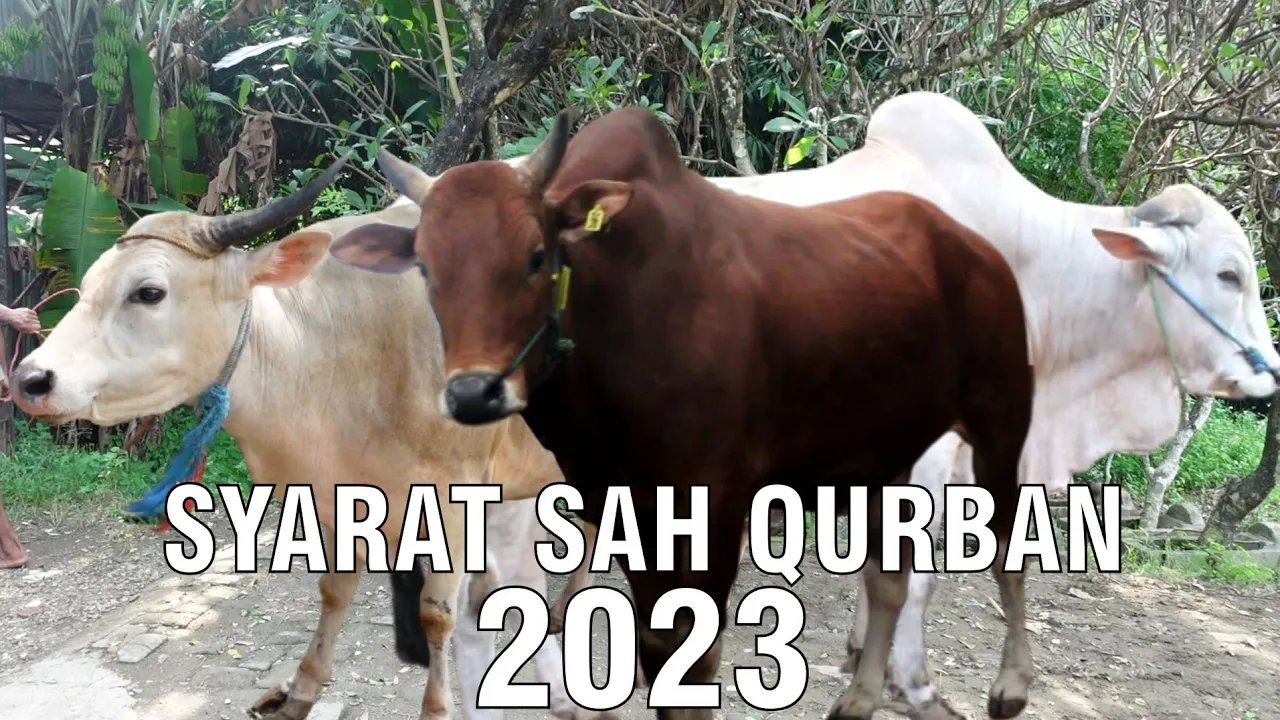 
                                 Syarat-Sah-Kurban-2023